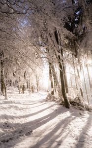 Preview wallpaper trees, snow, light, path, winter, nature