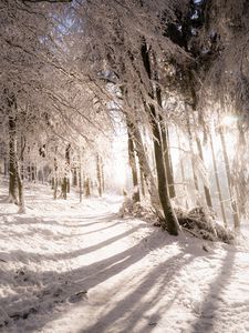 Preview wallpaper trees, snow, light, path, winter, nature
