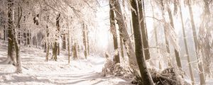 Preview wallpaper trees, snow, light, path, winter, nature