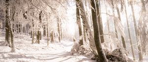Preview wallpaper trees, snow, light, path, winter, nature