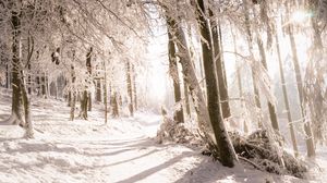 Preview wallpaper trees, snow, light, path, winter, nature