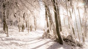 Preview wallpaper trees, snow, light, path, winter, nature