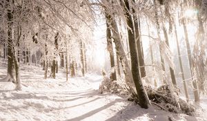 Preview wallpaper trees, snow, light, path, winter, nature