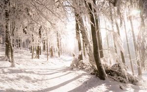 Preview wallpaper trees, snow, light, path, winter, nature