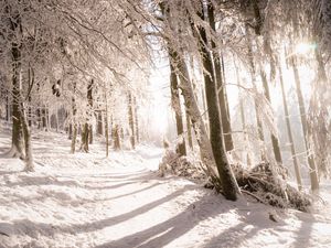 Preview wallpaper trees, snow, light, path, winter, nature