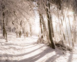 Preview wallpaper trees, snow, light, path, winter, nature