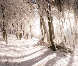 Preview wallpaper trees, snow, light, path, winter, nature