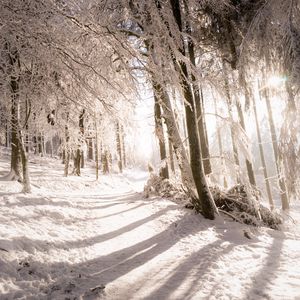 Preview wallpaper trees, snow, light, path, winter, nature