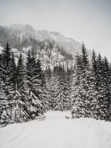 Preview wallpaper trees, snow, mountain, winter, blizzard