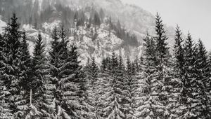Preview wallpaper trees, snow, mountain, winter, blizzard