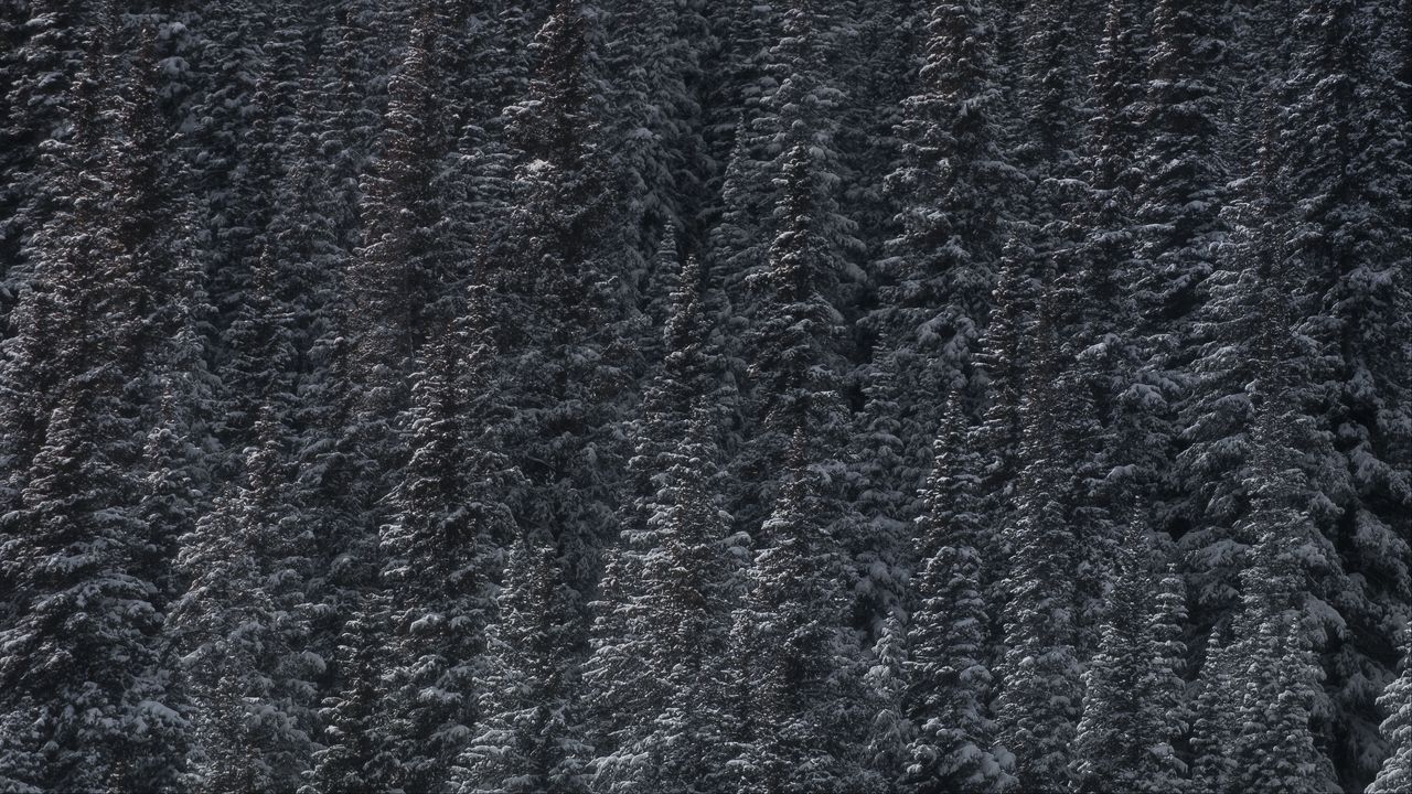 Wallpaper trees, snow, peaks, forest