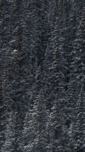 Preview wallpaper trees, snow, peaks, forest