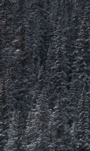 Preview wallpaper trees, snow, peaks, forest