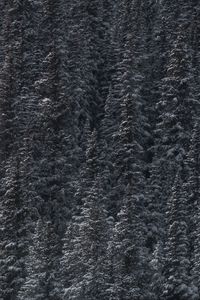 Preview wallpaper trees, snow, peaks, forest