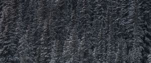 Preview wallpaper trees, snow, peaks, forest