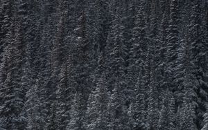 Preview wallpaper trees, snow, peaks, forest