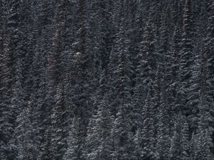 Preview wallpaper trees, snow, peaks, forest