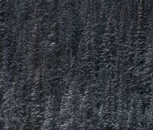Preview wallpaper trees, snow, peaks, forest