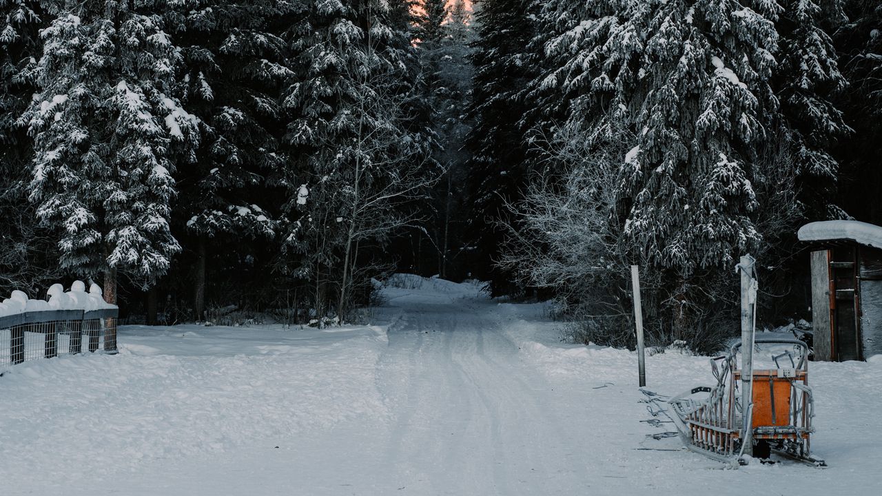 Wallpaper trees, snow, road, winter, nature