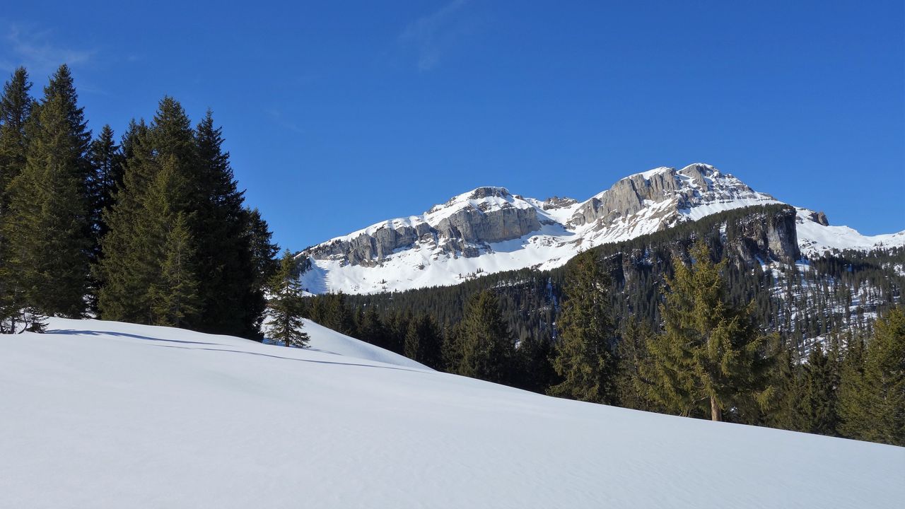 Wallpaper trees, snow, rock, nature