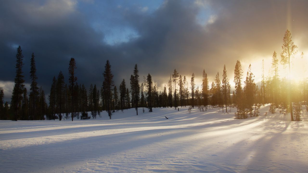 Wallpaper trees, snow, sky, winter