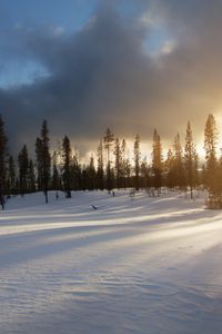 Preview wallpaper trees, snow, sky, winter