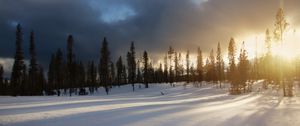 Preview wallpaper trees, snow, sky, winter