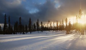Preview wallpaper trees, snow, sky, winter