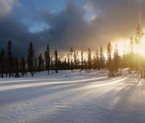 Preview wallpaper trees, snow, sky, winter