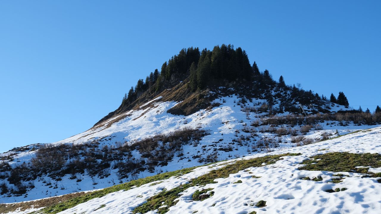 Wallpaper trees, snow, slope, nature
