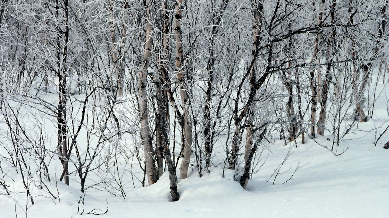 Wallpaper trees, snow, snowdrifts, winter, branches, white