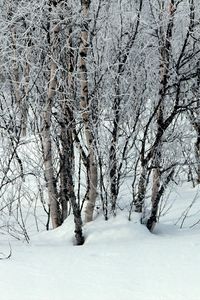 Preview wallpaper trees, snow, snowdrifts, winter, branches, white