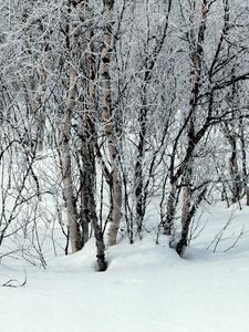 Preview wallpaper trees, snow, snowdrifts, winter, branches, white