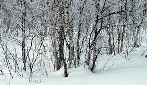 Preview wallpaper trees, snow, snowdrifts, winter, branches, white