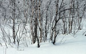 Preview wallpaper trees, snow, snowdrifts, winter, branches, white