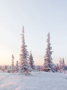 Preview wallpaper trees, snow, snowy, winter, light