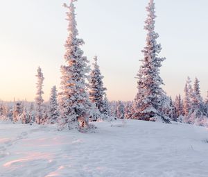 Preview wallpaper trees, snow, snowy, winter, light