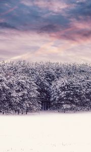 Preview wallpaper trees, snow, snowy, winter, forest