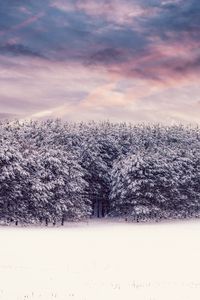 Preview wallpaper trees, snow, snowy, winter, forest