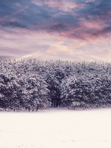 Preview wallpaper trees, snow, snowy, winter, forest