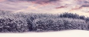 Preview wallpaper trees, snow, snowy, winter, forest