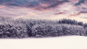 Preview wallpaper trees, snow, snowy, winter, forest