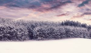 Preview wallpaper trees, snow, snowy, winter, forest