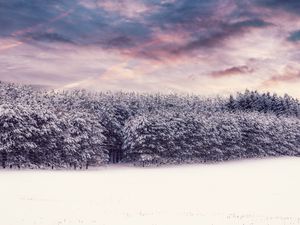 Preview wallpaper trees, snow, snowy, winter, forest