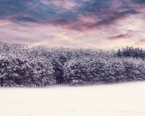Preview wallpaper trees, snow, snowy, winter, forest