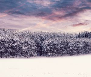 Preview wallpaper trees, snow, snowy, winter, forest