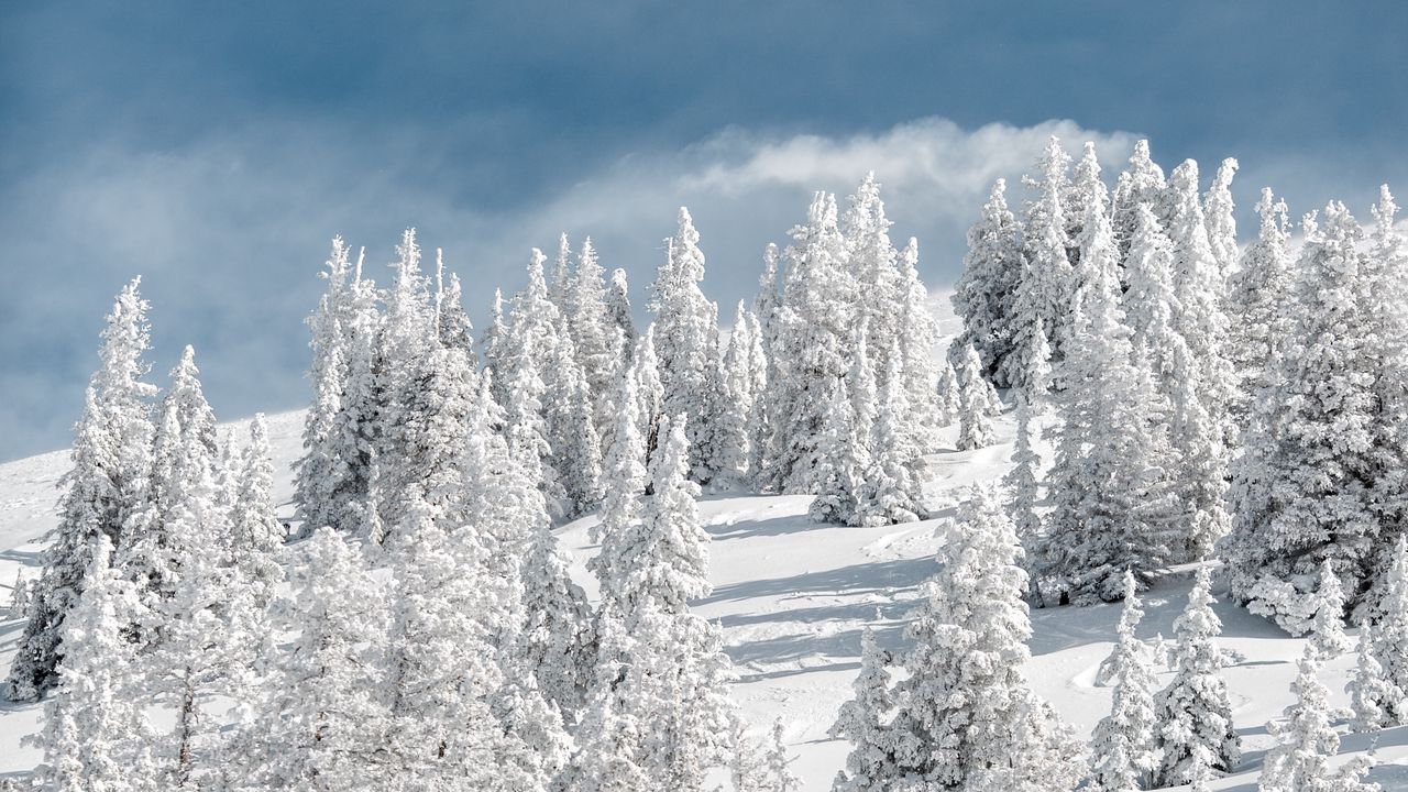 Wallpaper trees, snow, snowy, winter, sky, elevation