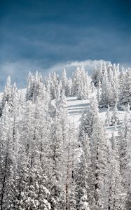 Preview wallpaper trees, snow, snowy, winter, sky, elevation