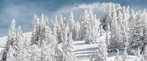 Preview wallpaper trees, snow, snowy, winter, sky, elevation