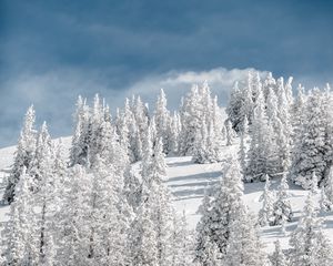Preview wallpaper trees, snow, snowy, winter, sky, elevation